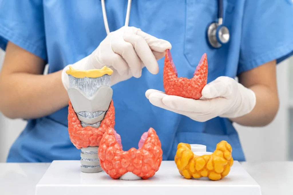 A healthcare professional holding and demonstrating anatomical models of the thyroid gland to explain thyroid nodules and surgery options.